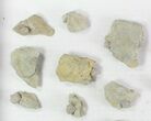 Wholesale Lot of Blastoid Fossils On Shale - Pieces #78035-1